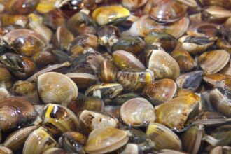 Zebra mussels spread across all Great Lakes within a decade of arriving in 1988
