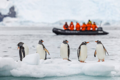 14-km iceberg cut off food supply, causing 69% drop in Antarctic penguin chicks