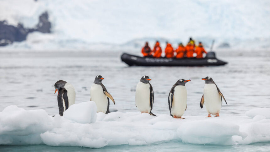 14-km iceberg cut off food supply, causing 69% drop in Antarctic penguin chicks