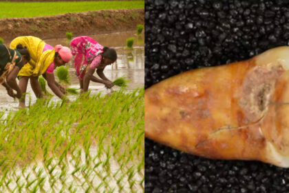 15000-year-old bones and teeth reveal what humans ate before agriculture