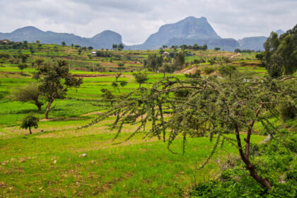 2,000-year-old grapevines in Ethiopia may preserve an ancient farming legacy