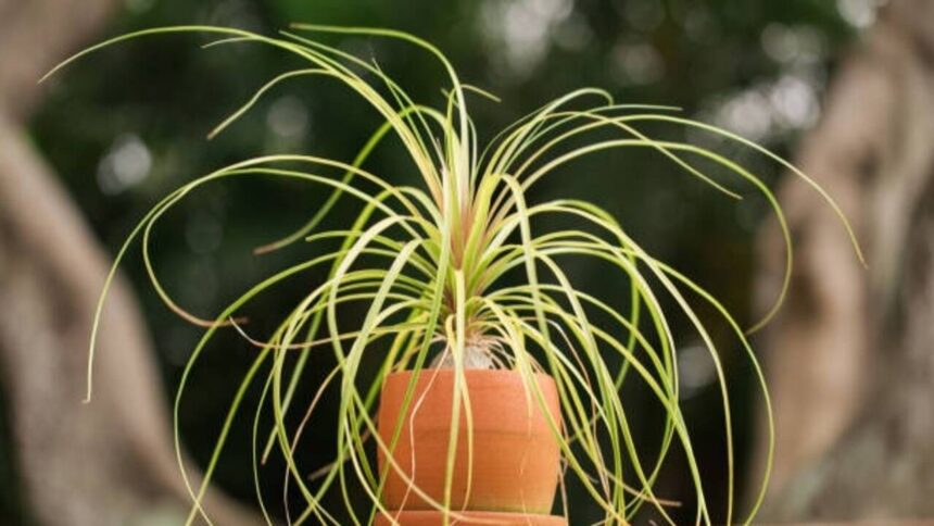 5 small plants that never die