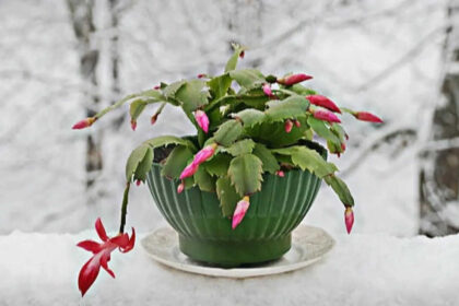 5 Succulent plants perfect for small indoor gardens