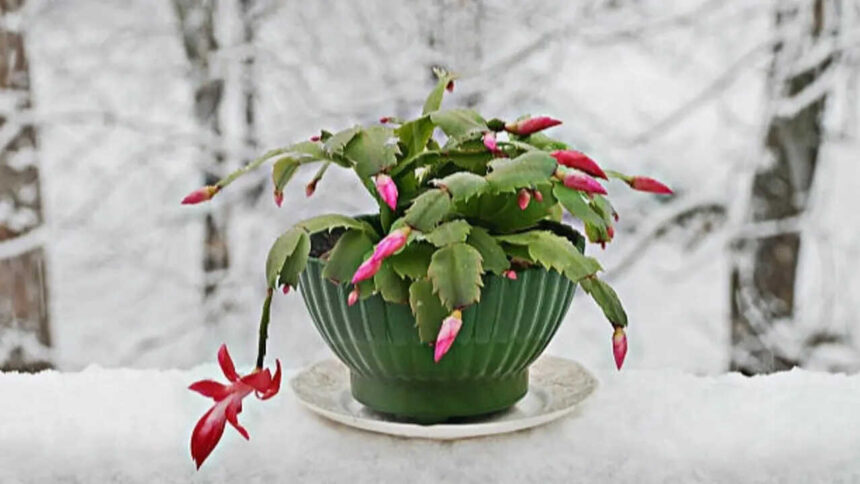5 Succulent plants perfect for small indoor gardens