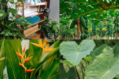 7 surprisingly 'big' plants you can grow on your balcony with the right care