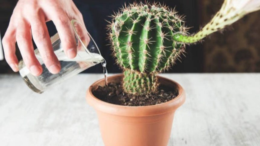 7 Watering mistakes that can kill your cactus plant