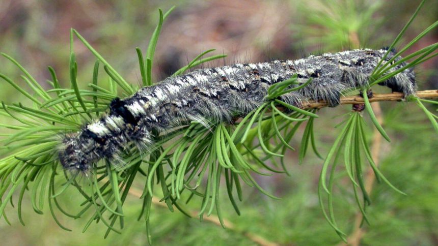 A moth outbreak has killed off forests across Siberia, now the flammable wood is causing wildfires