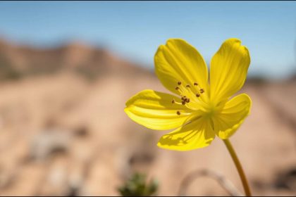 A rare yellow-flowered California plant unseen since 1957 has been rediscovered