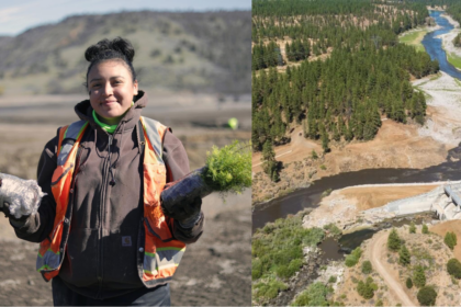 After America's largest dam removal, the Yurok Tribe is bringing an entire river back to life by planting millions of native