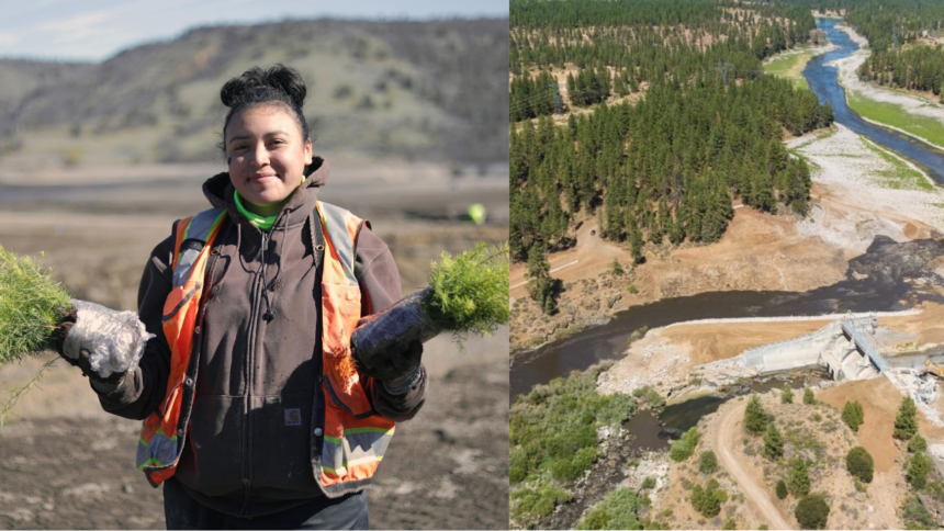 After America's largest dam removal, the Yurok Tribe is bringing an entire river back to life by planting millions of native