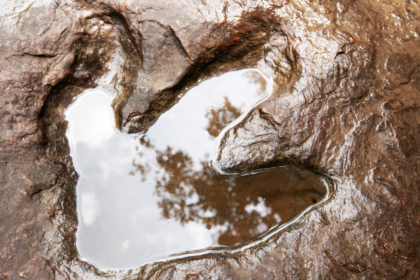 Ancient Dinosaur Trail Found: photographer spots 200m-year-old prints on cliff; lagoon past revealed