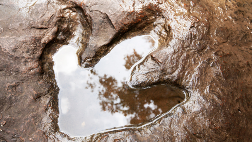 Ancient Dinosaur Trail Found: photographer spots 200m-year-old prints on cliff; lagoon past revealed