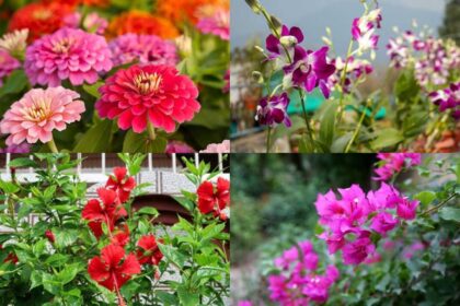 August gardening: 7 heat-tolerant plants that thrive despite soaring temperatures