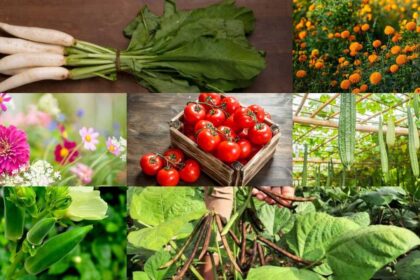 August gardening guide: Which are the best seeds to sow this month