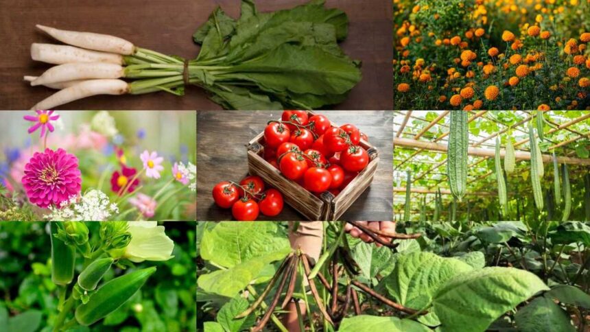 August gardening guide: Which are the best seeds to sow this month