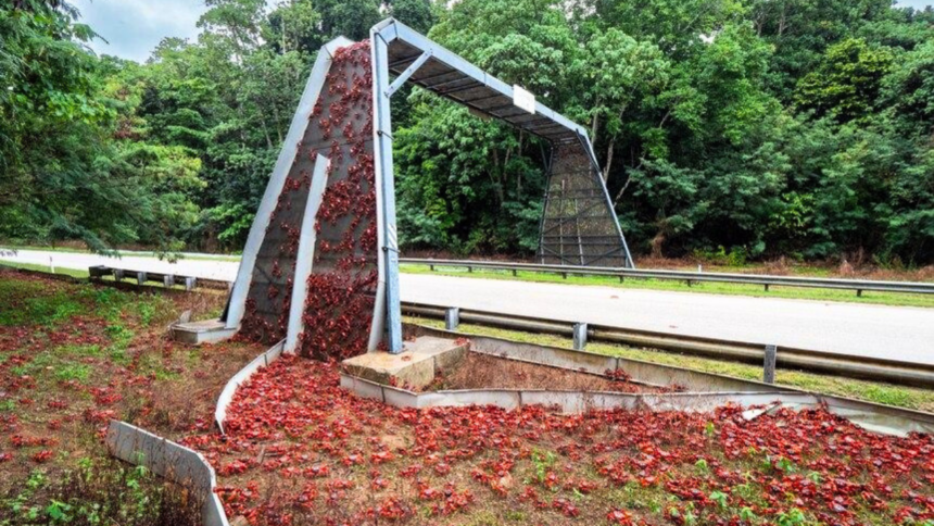 Australia has built bridges just for crabs so millions of red crabs can safely migrate across Christmas Island every year