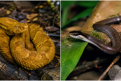 Brazil's Snake Island is home to just two snake species, including one of the world's most venomous pit vipers