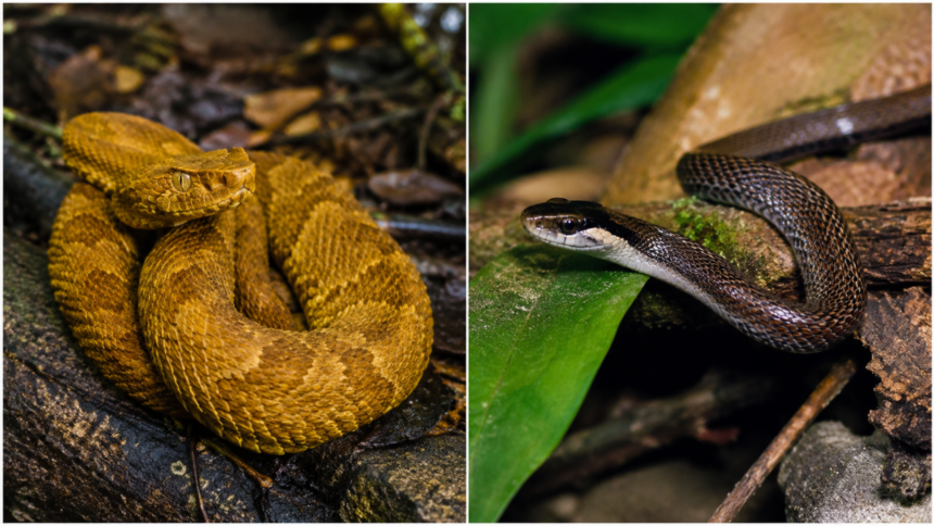 Brazil's Snake Island is home to just two snake species, including one of the world's most venomous pit vipers