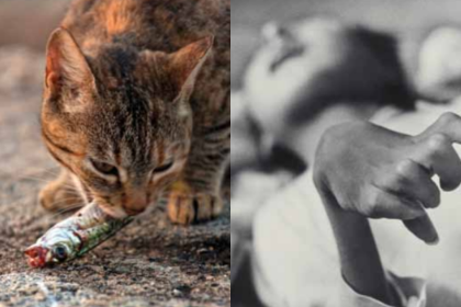 Cats went mad, birds fell from the sky, and a disease caused by poisoned seafood devastated an entire Japanese coastal commun