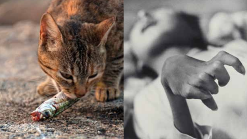 Cats went mad, birds fell from the sky, and a disease caused by poisoned seafood devastated an entire Japanese coastal commun