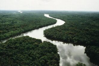 China's tree patches restored forests, but reached only 19–30% of natural diversity in 20 years