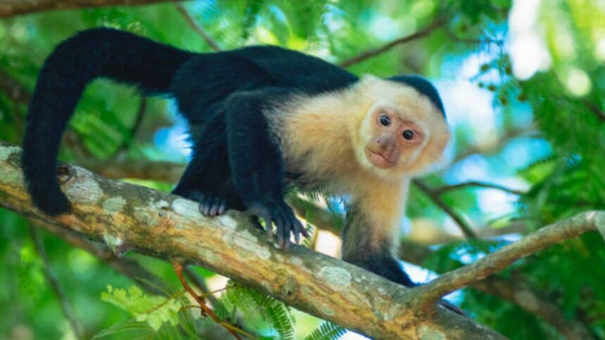 Costa Rica scientists placed an AI touchscreen in a wild forest; 16 capuchin monkeys used it for banana rewards