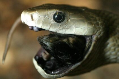 Countries with most black mambas: From South Africa to Kenya, where the deadly snake is found