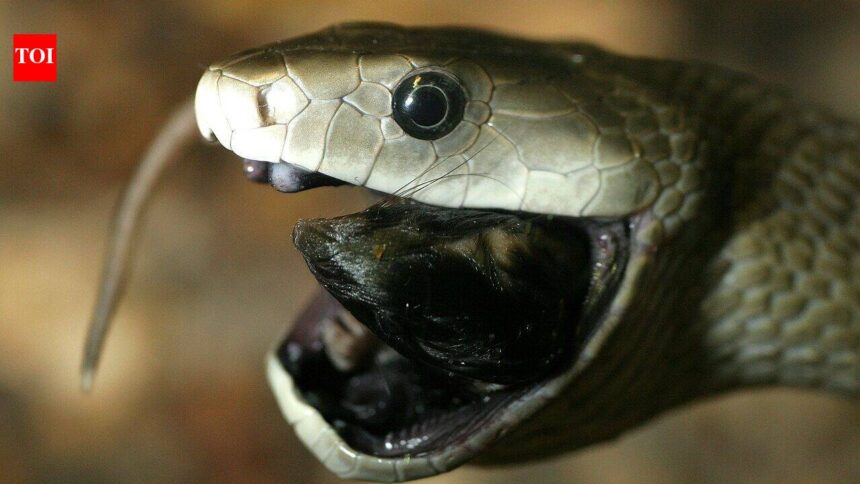 Countries with most black mambas: From South Africa to Kenya, where the deadly snake is found