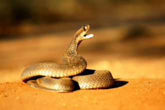 Dead Snake Still Dangerous: Severed cobra head bites 72-year-old; experts urge immediate care