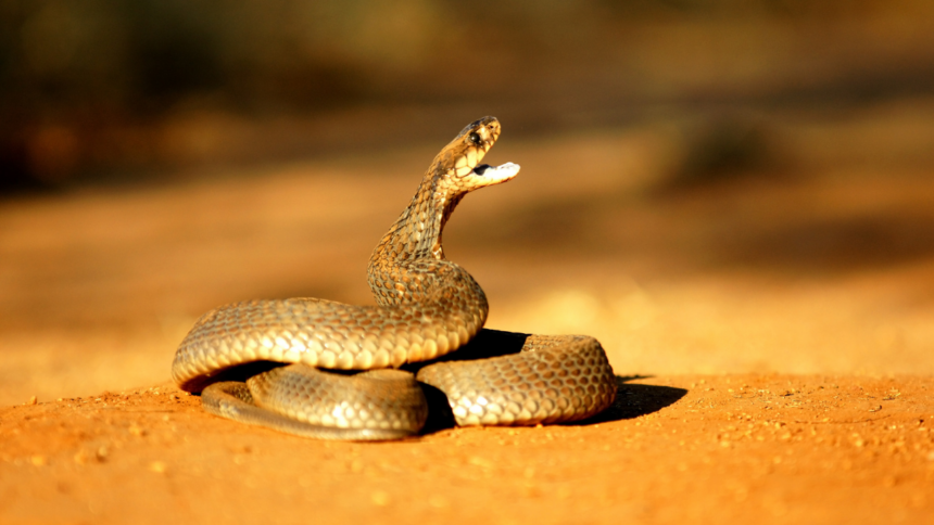 Dead Snake Still Dangerous: Severed cobra head bites 72-year-old; experts urge immediate care