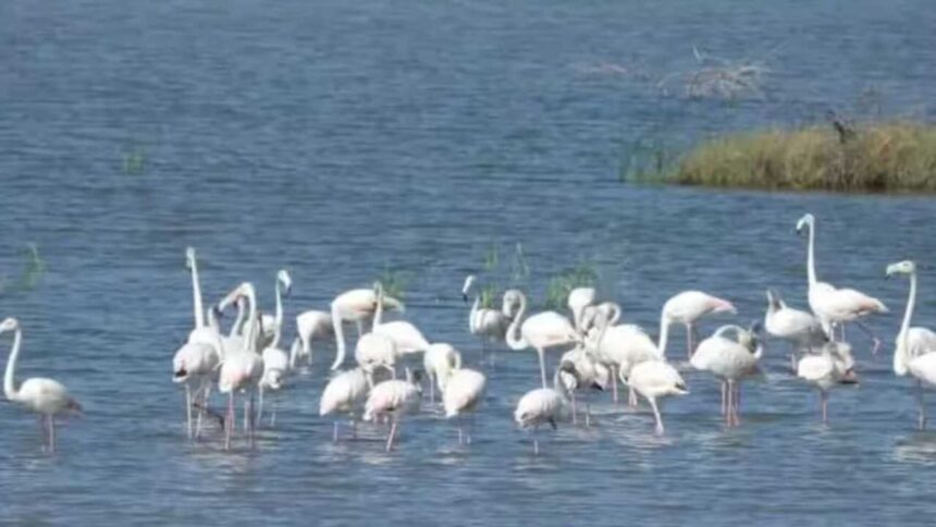 Dholera’s wildlife: A hidden ecosystem of birds, grasslands and coastal life