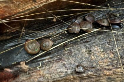 “Extinct” snail returns—1,000 reintroduced to Norfolk Island after 30 years