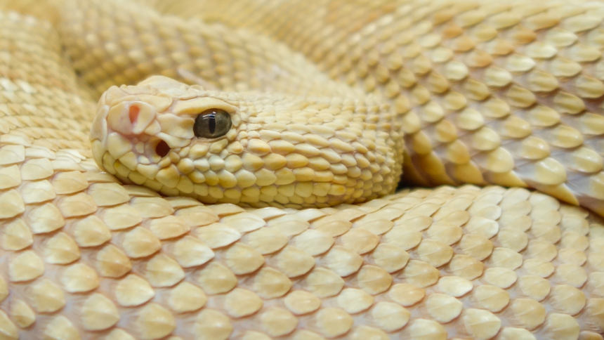 From Golden Lancehead to Golden tree snake: 5 stunning yellow snakes found in the wild