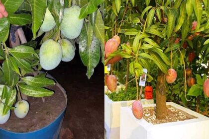 Growing a mango tree in a pot? These 5 steps can get you to harvest faster
