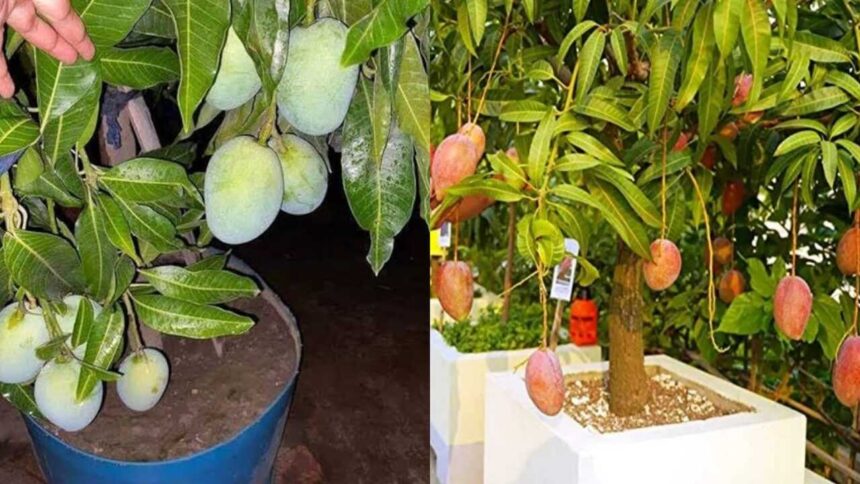 Growing a mango tree in a pot? These 5 steps can get you to harvest faster
