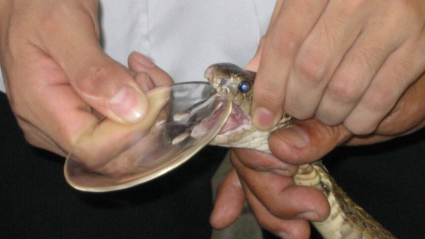 How horse blood helps turn deadly snake venom into life-saving antivenom
