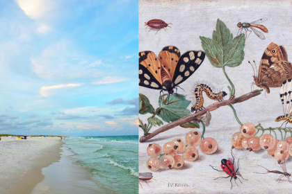 In 1966, scientists wiped out nearly every insect on tiny Florida islands to see how nature would rebuild itself