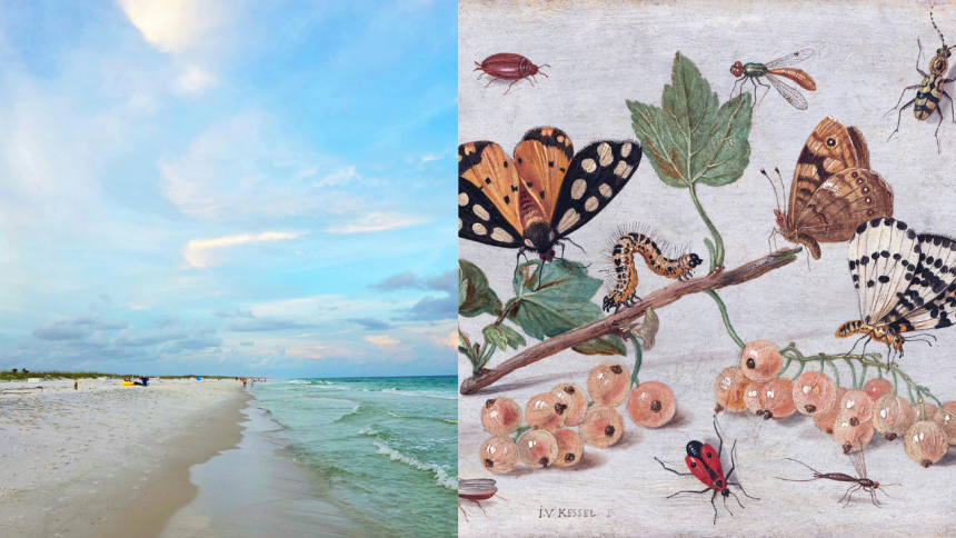 In 1966, scientists wiped out nearly every insect on tiny Florida islands to see how nature would rebuild itself