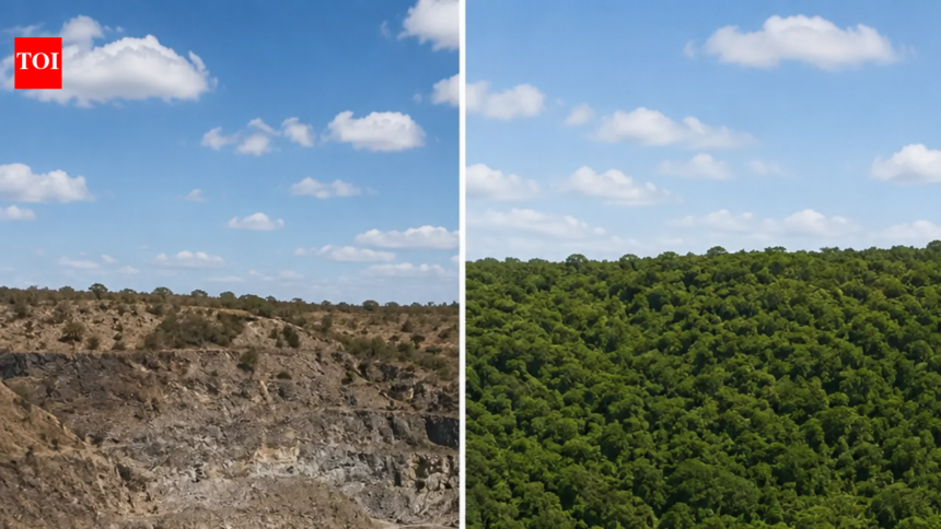 In 1971, a Kenyan cement company tested 26 tree species in a barren limestone quarry; only three survived and became the foun