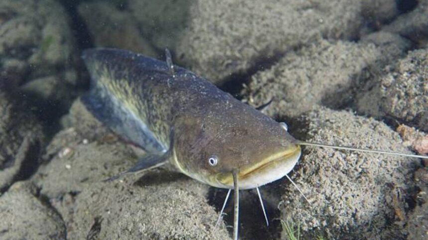 In 1974, a German fisherman released thousands of baby catfish into a river; 50 years later they are threatening native wildl