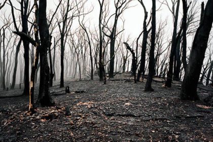 In 1987, Victoria began an A$26 million experiment inside a mountain ash forest; three decades later, the results surprised r