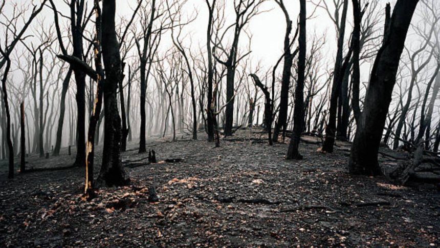 In 1987, Victoria began an A$26 million experiment inside a mountain ash forest; three decades later, the results surprised r