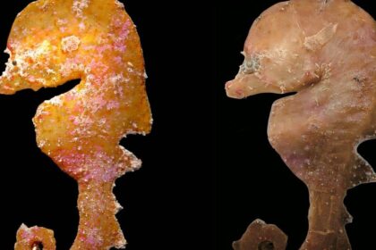 In 2006, a tiny deep-reef fish was pulled from deep water off South Australia and misidentified; nearly 20 years later, scien