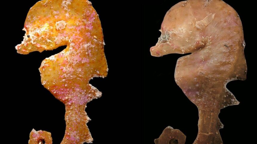 In 2006, a tiny deep-reef fish was pulled from deep water off South Australia and misidentified; nearly 20 years later, scien