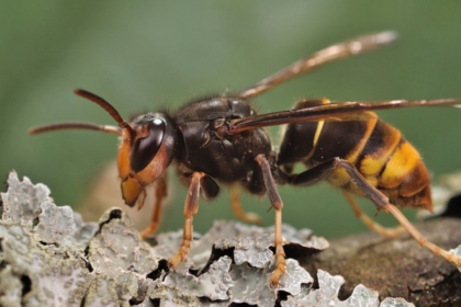 In 2023, America’s first live yellow-legged hornet, a bee-killing predator, was found in Georgia