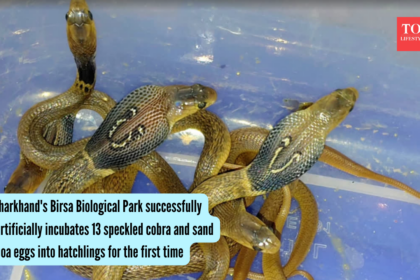 Jharkhand's Birsa Biological Park successfully hatches 13 speckled cobra and sand boa eggs through artificial incubation for
