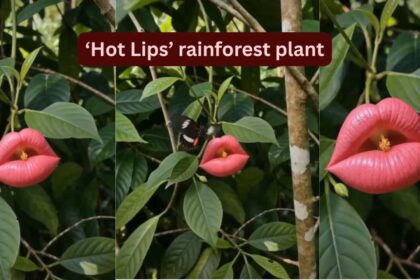 Looking exactly like deep red human lips, blooming only for a short time: Meet the rare rainforest flower 'Hooker's Lips' tha
