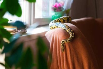 Monsoon safety guide to prevent snakes from entering homes: 5 things every homeowner should do