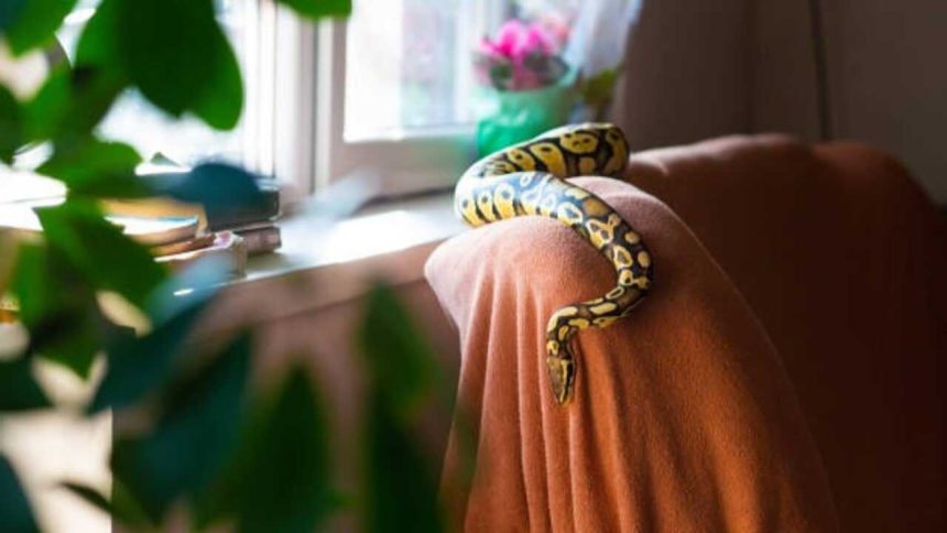 Monsoon safety guide to prevent snakes from entering homes: 5 things every homeowner should do