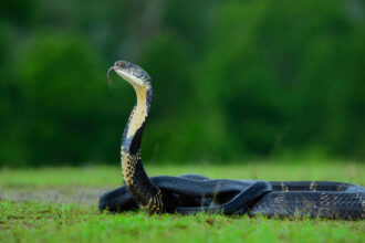 Mushroom hunters find rare snake nest in Nepal forest, officials restrict access